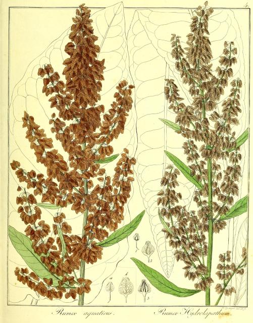 Vol. 13. Bild 04. Rumex aquaticus. Rumex hydrolapathum.