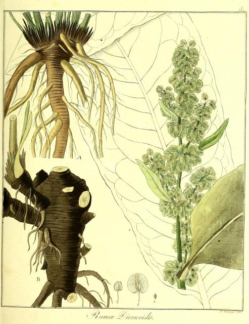 Vol. 13. Bild 05. Rumex dioscoridis.