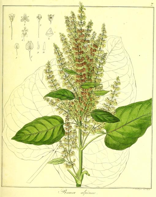 Vol. 13. Bild 07. Rumex alpinus.