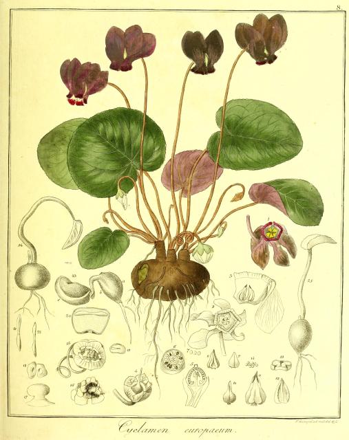 Vol. 13. Bild 08. Cyclamen europaeum.