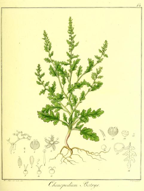 Vol. 13. Bild 14. Chenopodium botrys.