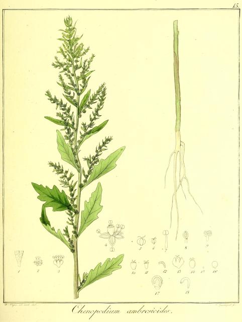 Vol. 13. Bild 15. Chenopodium ambrosioides.