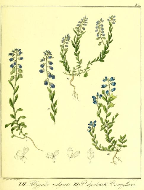 Vol. 13. Bild 24. Polygala vulgaris. P. alpestris. P. serpyllacea.