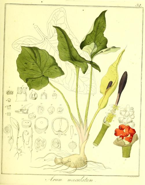 Vol. 13. Bild 32. Arum maculatum.