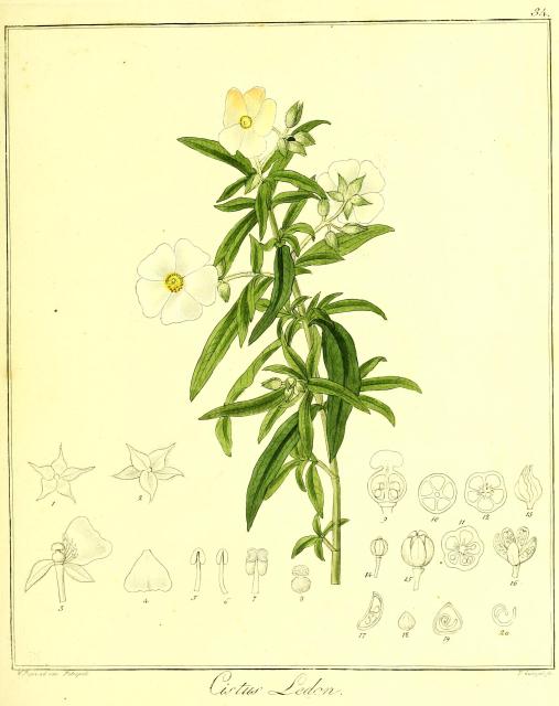 Vol. 13. Bild 34. Cistus ledon.