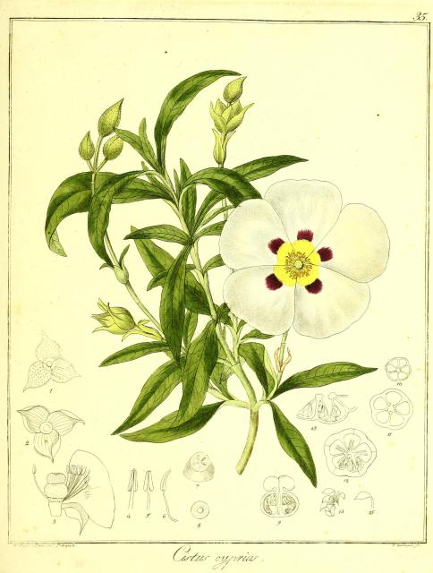 Vol. 13. Bild 35. Cistus cyprius.