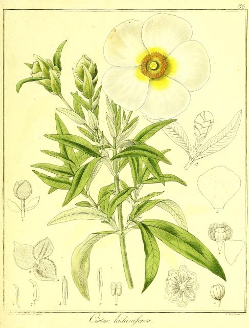 Vol. 13. Bild 36. Cistus ladaniferus.