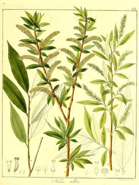 Vol. 13. Bild 42. Salix alba.