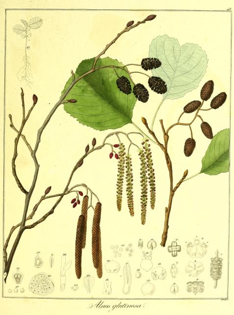 Vol. 13. Bild 48. Alnus glutinosa.