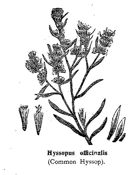 Hyssop (BW)