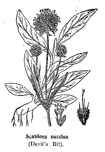 Scabiosa (BW)