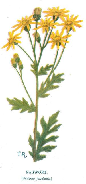 Ragwort