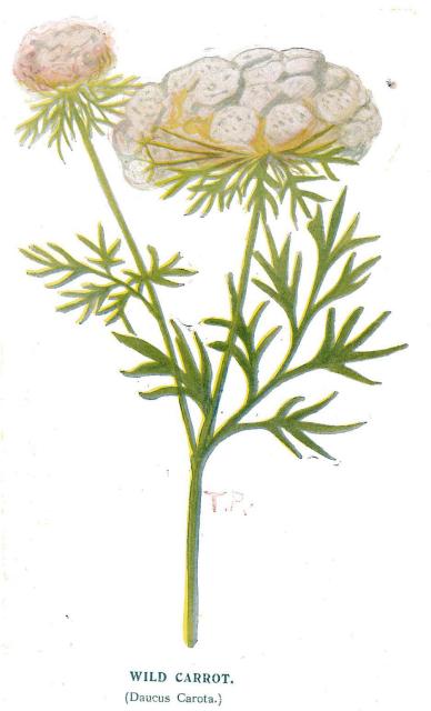 Wild carrot