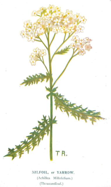 Yarrow