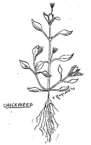 Chickweed.