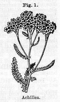 Fig. 001. Achillea.