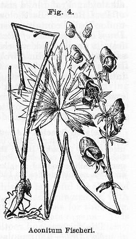 Fig. 004. Aconitum Fischeri.