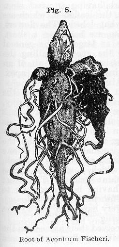 Fig. 005. Root of Aconitum Fischeri.