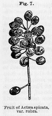 Fig. 007. Fruit of Actaea spicata, var. rubra.