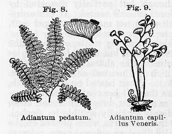 Fig. 008. Adiantum pedatum. Fig. 009. A. capillus-...