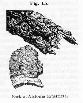 Fig. 015. Bark of Alstonia constricta.