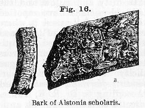 Fig. 016. Bark of Alstonia scholaris.