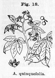 Fig. 018. Ampelopsis quinquefolia.