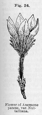 Fig. 024. Flower of Anemone patens.