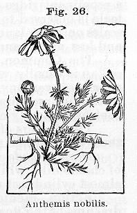 Fig. 026. Anthemis nobilis.