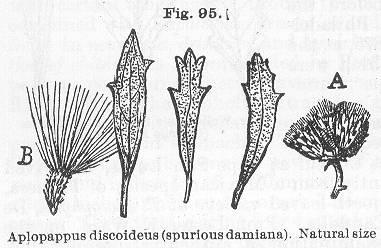 Fig. 095. Aplopappus discoideus (spurious damiana)...