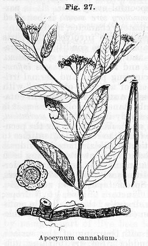 Fig. 027. Apocynum cannabinum.