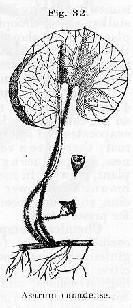 Fig. 032. Asarum canadense.