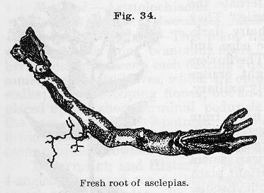 Fig. 034. Fresh root of asclepias.