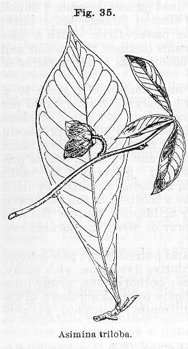 Fig. 035. Asimina triloba.