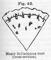 Fig. 042. Mealy Belladonna root