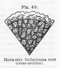 Fig. 043. Horn-like Belladonna root