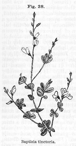 Fig. 038. Baptisia tinctoria.