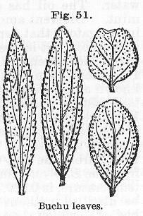 Fig. 051. Buchu leaves.