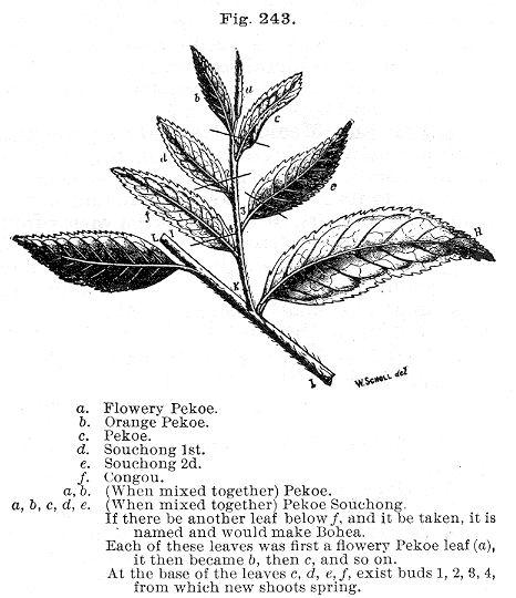 Fig. 243. Tea grades.