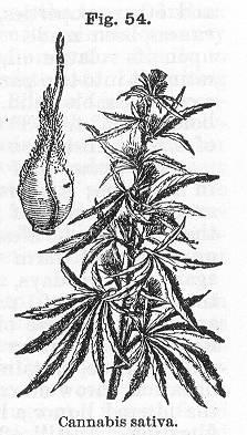 Fig. 054. Cannabis sativa.