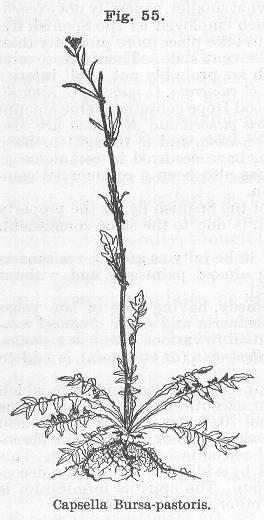 Fig. 055. Capsella Bursa-pastoris.