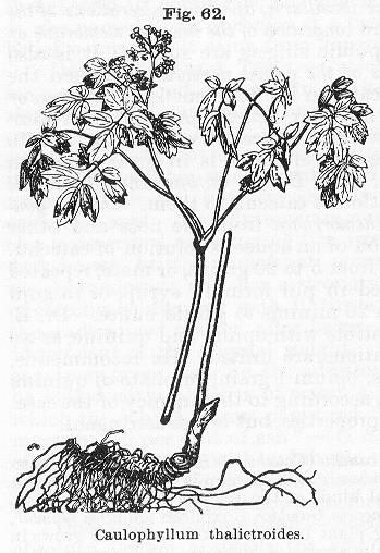 Fig. 062. Caulophyllum thalictroides.