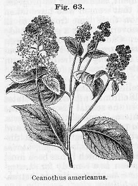 Fig. 063. Ceanothus americanus.