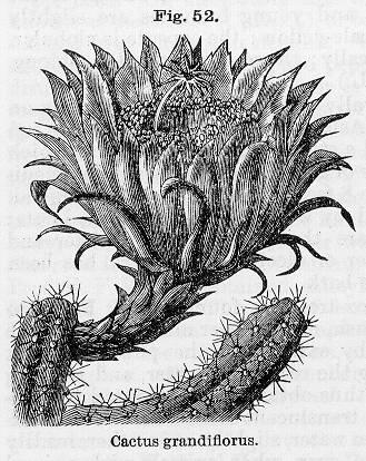 Fig. 052. Cactus grandiflorus.