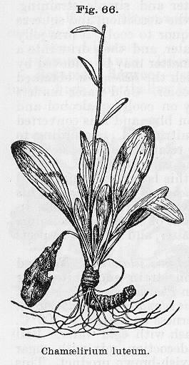 Fig. 066. Chamaelirium luteum.