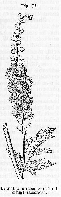 Fig. 071. Branch of a raceme of Cimicifuga racemos...