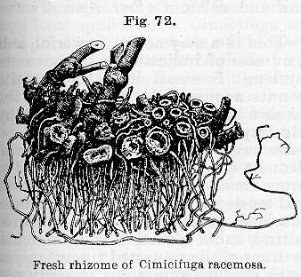 Fig. 072. Fresh rhizome of Cimicifuga racemosa.