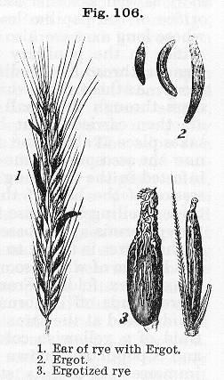 Fig. 106. 1. Ear of rye with Ergot. 2. Ergot. 3. E...