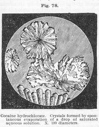 Fig. 078. Cocaine hydrochlorate.