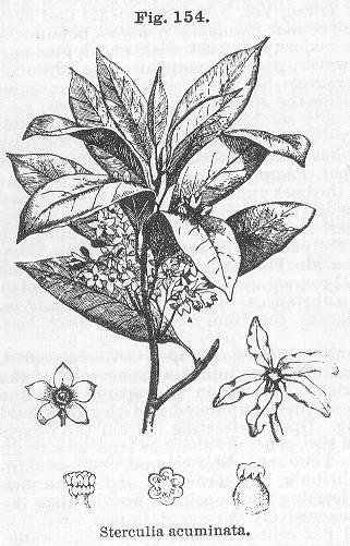 Fig. 154. Sterculia acuminata.